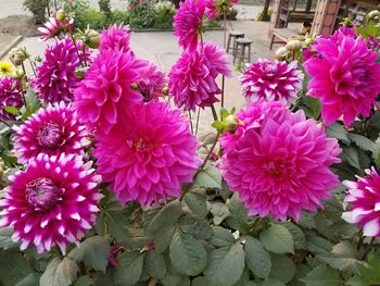 Purple flowers blooming outdoors