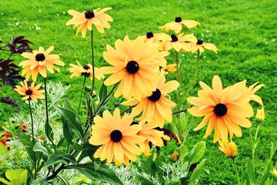 High angle view of yellow flowers blooming on field