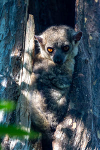 Close-up portrait of squirrel on tree trunk