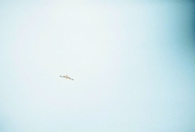 Close-up of bee flying against clear sky