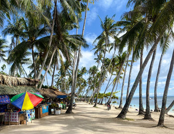 Palm trees on beach against sky