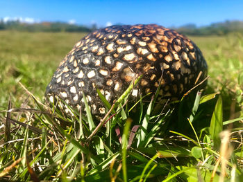 Close-up of mushroom growing on field