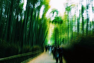 Footpath amidst trees