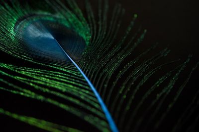 Close-up of peacock feather against black background