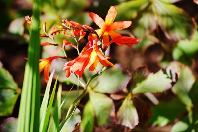 Close-up of red flowering plant