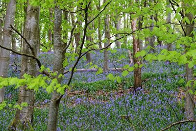 Flowering plants and trees in forest