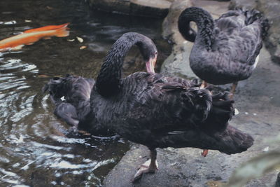 High angle view of ducks in lake