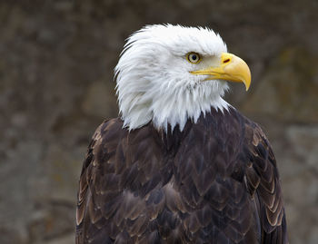 Close-up of bald eagle