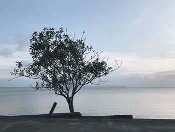 Tree on beach against sky