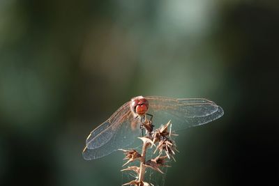 Close-up of dragonfly on flower