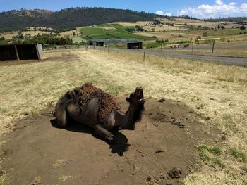 View of horse on field