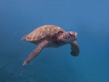 View of turtle swimming in sea