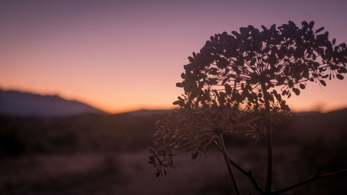 Close-up of silhouette plant against orange sky