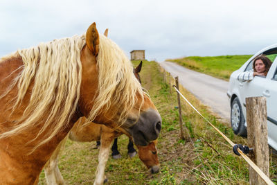 Horses in a field