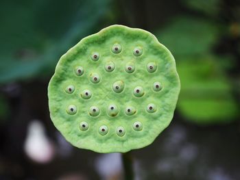 Close-up of succulent plant