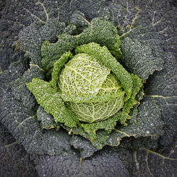 Full frame shot of green leaf