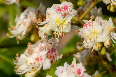 Close-up of white flowering plant