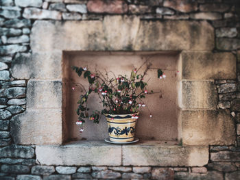 Close-up of potted plant against wall