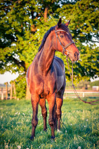 Horse standing in ranch
