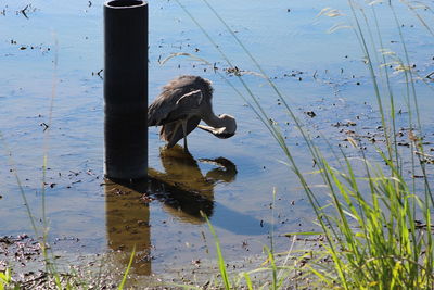 Swan swimming in lake