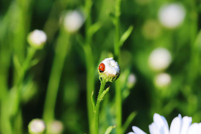 Close-up of ladybug on plant