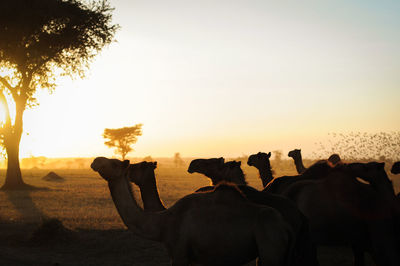 View of elephant on field against sky during sunset