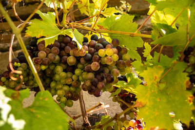 Close-up of grapes growing in vineyard