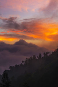 Silhouette trees against sky during sunset