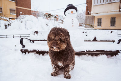 Dog on snow covered field during winter