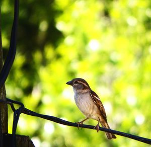 Close-up of bird perching on tree