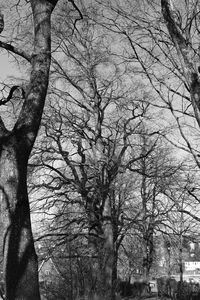 Low angle view of bare trees against sky