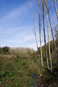 Scenic view of field against clear sky
