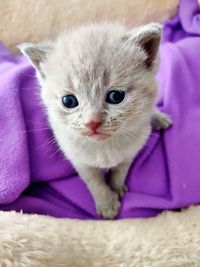 Close-up portrait of a cat