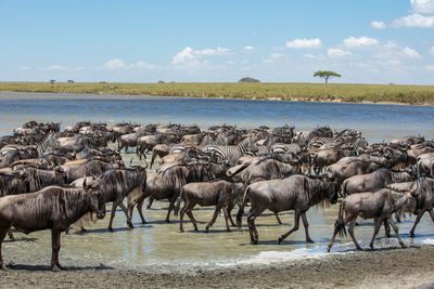 Herd of zebras and wildebeests on shore against sky