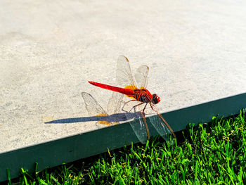 High angle view of dragonfly on leaf