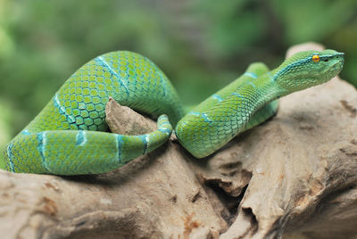 Tropidolaemus subannulatus. close-up of green viper snake