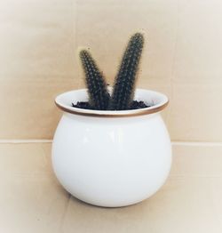 Close-up of potted plant on table at home
