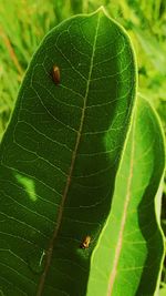 Close-up of insect on leaf