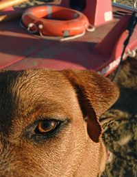 Close-up portrait of dog