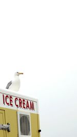 Birds perching on sign against clear sky