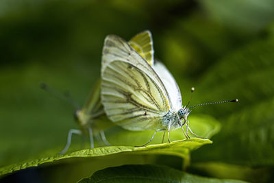 Butterfly on leaf