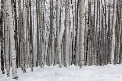 Panoramic view of trees during winter