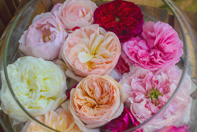 Close-up of pink roses