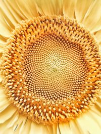 Macro shot of yellow flower