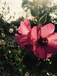 Close-up of pink flowers