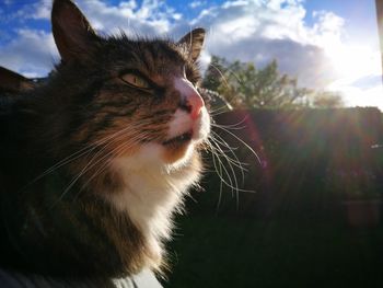 Close-up of cat against sky