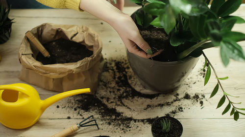 Close-up of potted plant