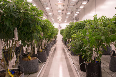 Panoramic view of greenhouse