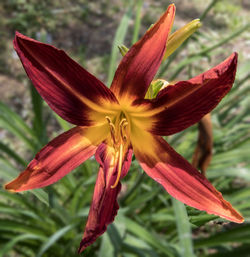 Close-up of day lily blooming outdoors