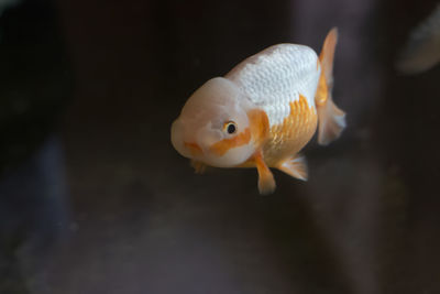 Close-up of fish swimming in sea